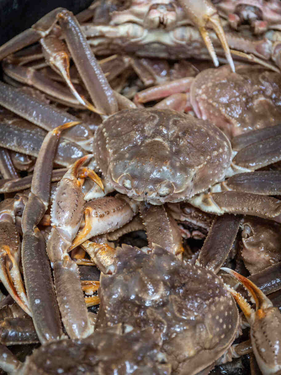 BAC À SABLE COQUILLAGE - Avron Canada